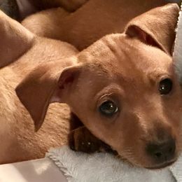 Loki - Stag red male Miniature Pinscher puppy in Granby, Connecticut from Cross Bay Labradors