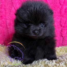 HOLD AKC SNAP - Black male Pomeranian puppy in Watkins Glen, New York from Wicked Spirits Pomeranians