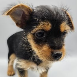 W - Black and gold male Yorkshire Terrier puppy in Greer, South Carolina from Mischief Managed Farm
