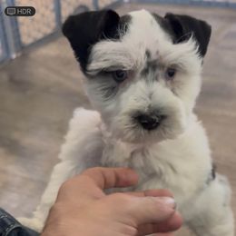 Shyla - Parti - Smaller Black Spots - Parti female Miniature Schnauzer puppy in Jefferson, Oregon from Whiskey Meadows Miniature Schnauzers