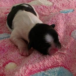 B W female - Black and white female Shih Tzu puppy in Missouri from Farm Animal Mommy Shih tzu's Michalek Dog Breeder