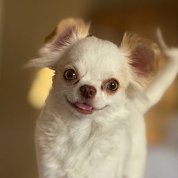 Winter - Chihuahua