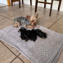 Yorkshire Terrier Puppies from R&R Yorkies of San Antonio