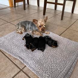 Yorkshire Terrier Puppies from R&R Yorkies of San Antonio