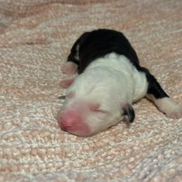 Purple - Gray and white female Old English Sheepdog puppy in Iowa from Midwest Puppy Paws