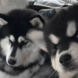 Alaskan Huskies from Jones Alaskan Huskies