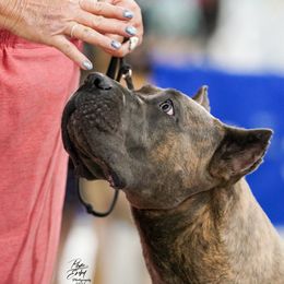 Muse - Cane Corso