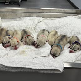 Female - Gray and white female Siberian Husky puppy in Prosper, Texas from Sibifox Siberians