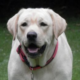 Labrador Retriever All Grown Up from RoseBrook Labradors
