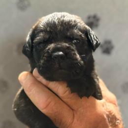 Lt Blue - Black male Cane Corso puppy in Paris, Texas from Knucklehead Cane Corso