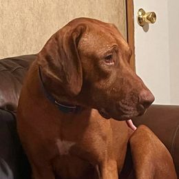 Bumper - Rhodesian Ridgeback