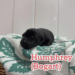 Humphrey - Black male Labrador Retriever puppy in Lucasville, Ohio from Backwoods Labradors