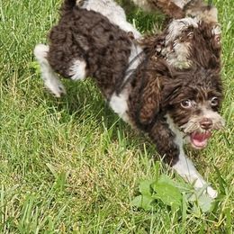 Blossom - Cockapoo