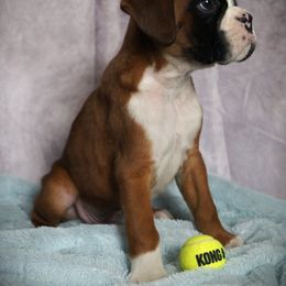 Boxer Puppies from Big Mac Boxers