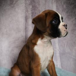 Boxer Puppies from Big Mac Boxers