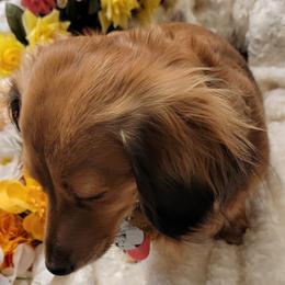 Dachshund Puppies from CLARK'S BREEDING PROGRAM