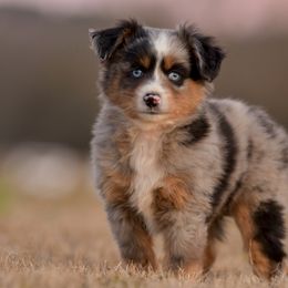 Miniature Australian Shepherd puppies from Southern Edition Aussies