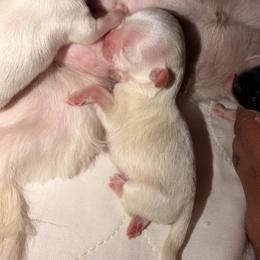 Alaska j - White female Shih Tzu puppy in Apple Valley, California from Garcia_shihtzu