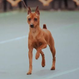 Dancer - Miniature Pinscher