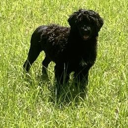 "Angela " Portuguese Water Dog All Grown Up from Belladonna Farm Portuguese Water Dogs