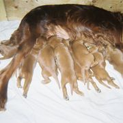 Irish Setter Puppies from Ambition Irish Setters