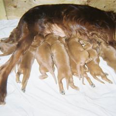 Irish Setter Puppies from Ambition Irish Setters