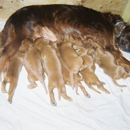 Irish Setter Puppies from Ambition Irish Setters