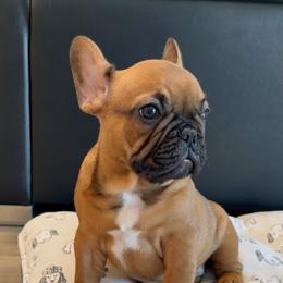 Rusty Boy 2 - Fawn male French Bulldog puppy in Miami, Florida from Oceanside French Bulldogs