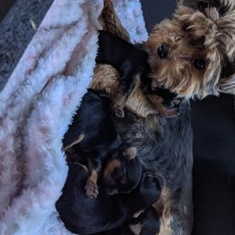 Yorkshire Terrier Puppies from Blue Belle Baby Yorkies