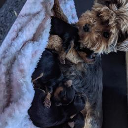 Yorkshire Terrier Puppies from Blue Belle Baby Yorkies