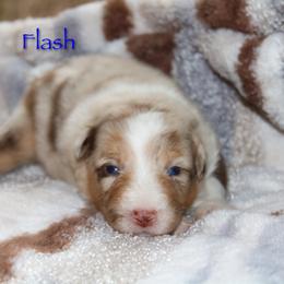 Flash - Red merle male Australian Shepherd puppy in Coldwater, Michigan from Northern Star Australian Shepherds