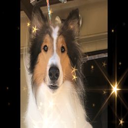 Cuff - White male Collie puppy in Raton, New Mexico from Lovely Heart Collies