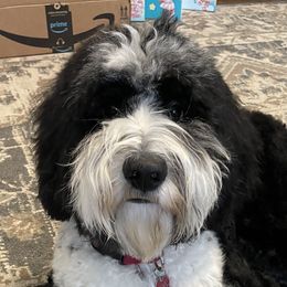 Henry - Sheepadoodle