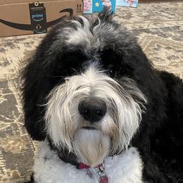 Henry - Sheepadoodle