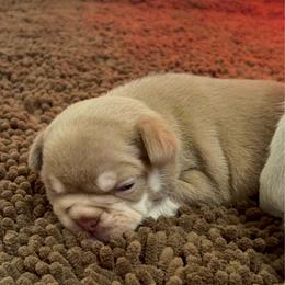 Reese's - Liver female French Bulldog puppy in Boyne City, Michigan from Gichigami French Bulldogs
