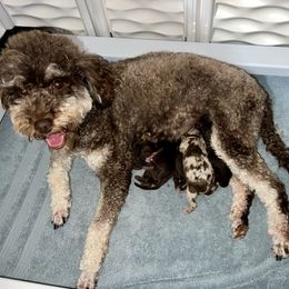 Bernedoodle puppies from Kallams Bernedoodles & Bernese Mountain Dogs