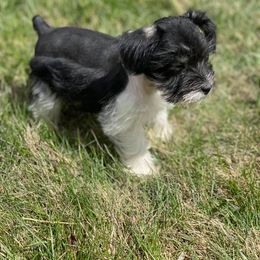 Dilute Retriever and Miniature Schnauzer Puppies from East Front Labradors & Treasure State Schnauzers