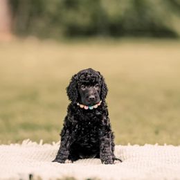 Poodle Puppies from H4 Standard Poodles
