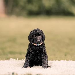 Poodle Puppies from H4 Standard Poodles