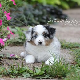 Miniature Australian Shepherd Puppies from ELVF Mini Aussies