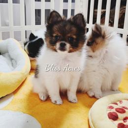 Yale - Red parti male Pomeranian puppy in Ponca City, Oklahoma from Bliss Acres Farm