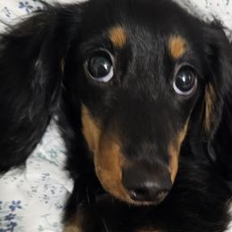 Dachshunds from Pampered in Paradise miniature dachshunds