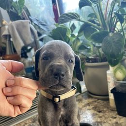 Tan - Blue male Great Dane puppy in Plano, Texas from Blue Thunder Danes