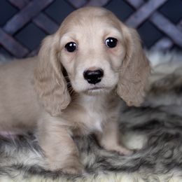 Dachshund puppies from Dachsy