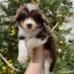 Aussiedoodle and Goldendoodle Puppies from Saddle Hill Farms