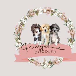 Ruby - Blue merle female Aussiedoodle puppy in Corydon, Indiana from Ridgeline Doodles