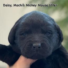 Daisy - Black female Labrador Retriever puppy in Owosso, Michigan from Bennington Retrievers