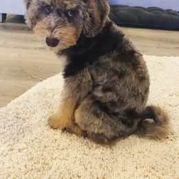 Aussiedoodle Puppies from Dreamydoodle NW