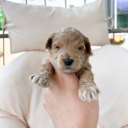 Chip - Red male Maltipoo puppy in Vancouver, Washington from Pnwfamilydoodles