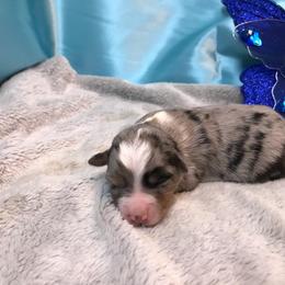 Pembroke Welsh Corgi, Miniature Australian Shepherd, and Toy Australian Shepherd Puppies from Midwest Mini/Toy Aussies